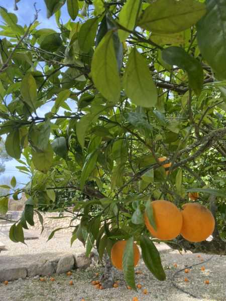 2 Day Reset and Restore: Yoga and Ayurveda Retreat in Mallorca