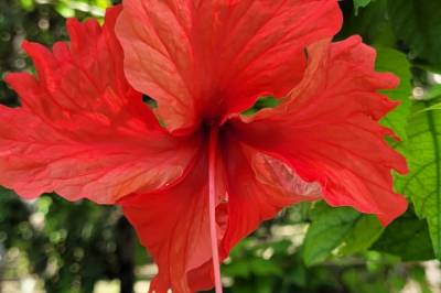 Our gardens are full of vibrant tropical flowers, Balance Point Wellness Belize, Bullet Tree Falls